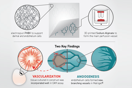 Изображение Ангиогенез и васкуляризация в биопечатных тканях