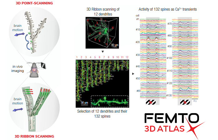 Технология компенсации движения при 3D визуализации в микроскопах FEMTO3D Atlas