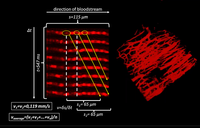 Анализ кровотока с помощью микроскопа FEMTO3D ATLAS от Femtonics