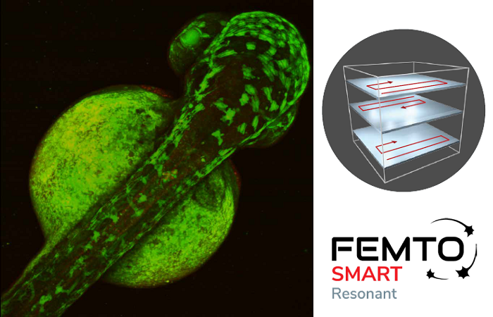 Микроскоп FEMTOSmart Resonant: высокоскоростная визуализация в широком поле обзора