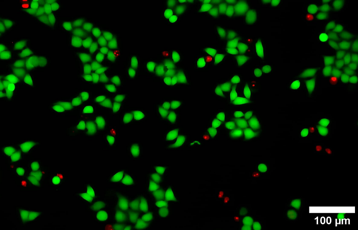 Окрашивание клеток, культивируемых в микрофлюидном чипе в динамических условиях