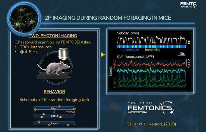 Изучение поведенческих характеристик с помощью двухфотонного микроскопа FEMTO3D Atlas