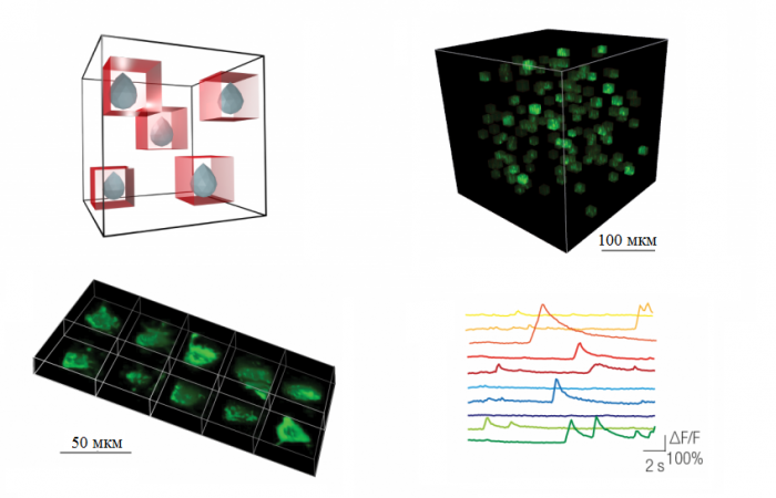 3D визуализация нейронных сетей с помощью микроскопа FEMTO3D Atlas
