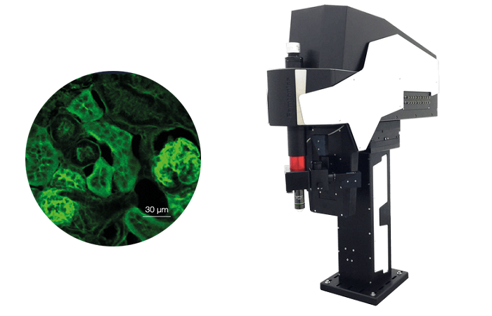 Трехфотонная визуализация с помощью микроскопа FEMTOSmart