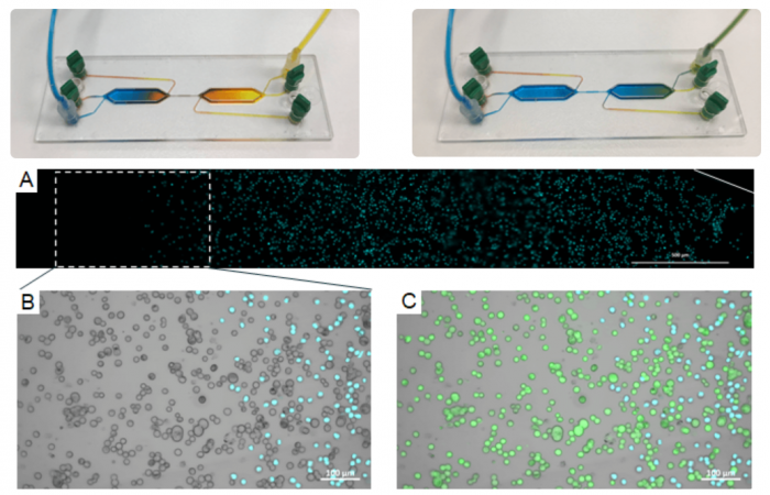 Исследование межклеточных взаимодействий в микрофлюидных чипах