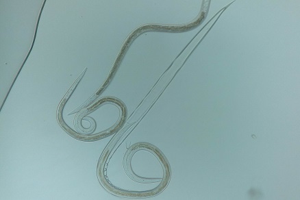 Изображение Портативные микроскопы ioLight для исследования паразитов животных