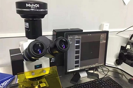 Изображение Флуоресцентный микроскоп MSHOT для наблюдения за слабофлуоресцентными клетками