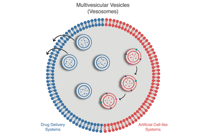 Мультивезикулярные микрофлюидные везикулы для введения лекарств и искусственных клеток: краткий обзор