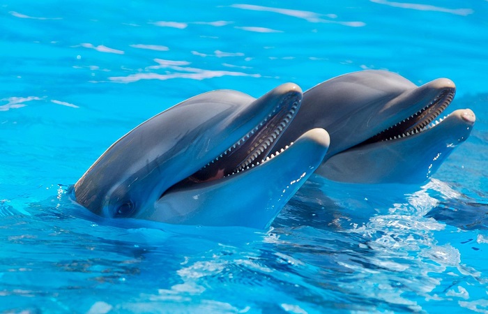 Изображение Исследования физиологических особенностей дельфинов с разным уровнем физической активности