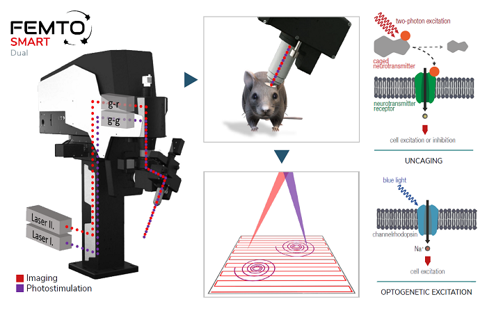 Микроскоп FEMTOSmart Dual от Femtonics: визуализация с одновременной фотостимуляцией