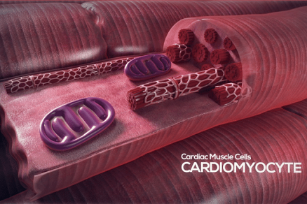 Изображение 3D биопечать тканей сердца. Исследование с помощью продуктов Allevi