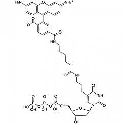 Rhodamine-12-dUTP