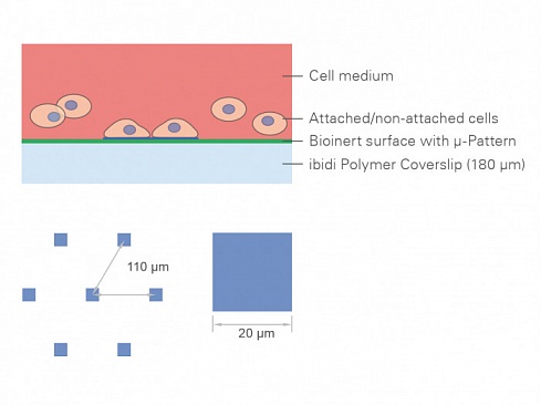 Слайд-камера µ-Slides, для работы с одиночными клетками, с поверхностью µ-Pattern
