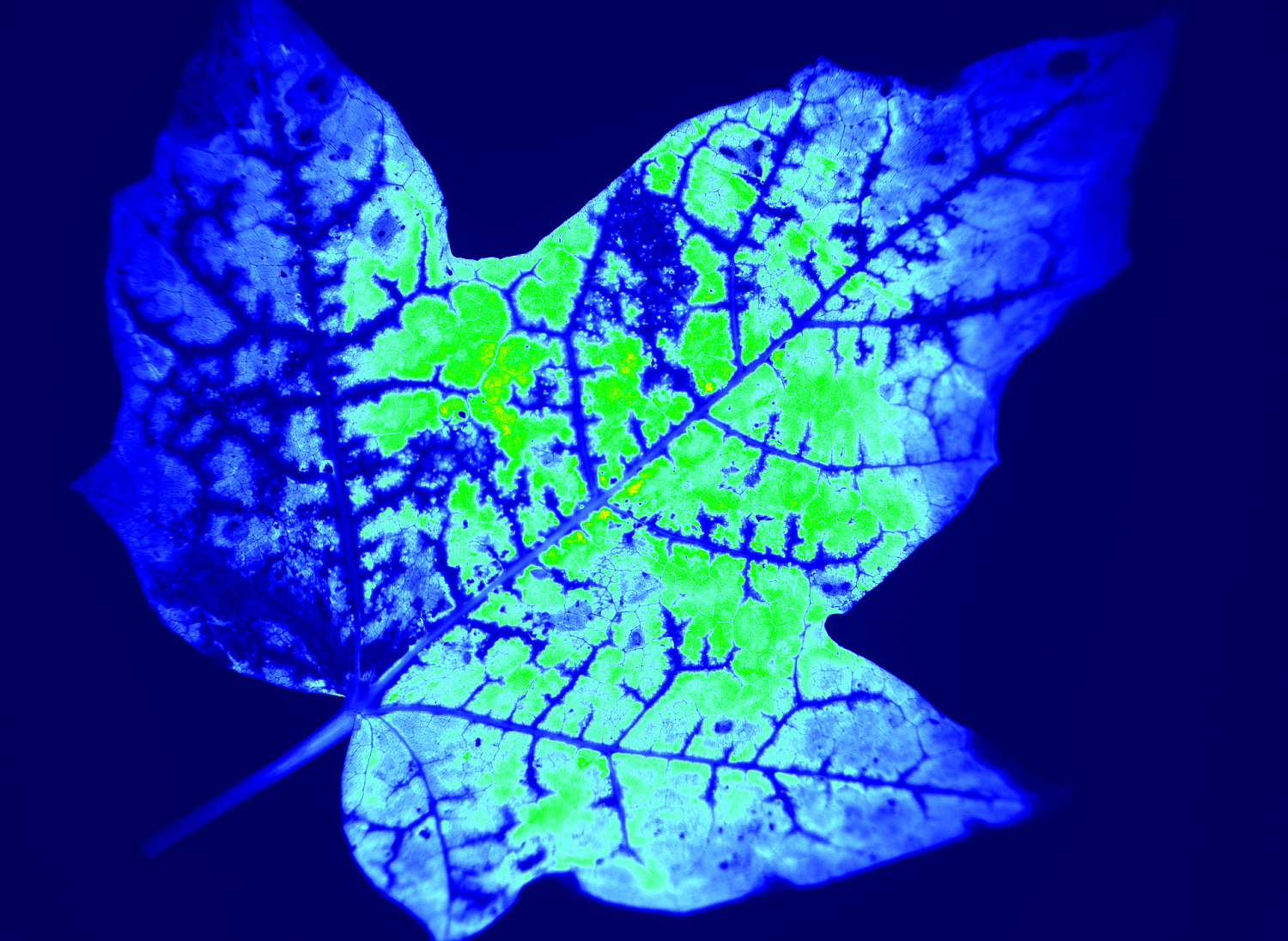 Фото Open FluorCam - система визуализации флуоресценции открытого типа