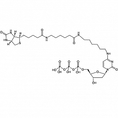 Biotin-14-dCTP