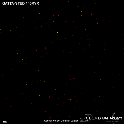 Флуоресцентные маркеры-нанолинейки GATTA-STED NANORULER