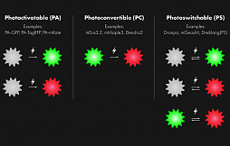 Лучшие флуорофоры для визуализации методом PALM микроскопии