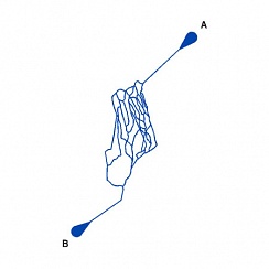 Изображение Микрофлюидные чипы: модели микрососудистых сетей