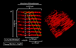 Анализ кровотока с помощью микроскопа FEMTO3D ATLAS от Femtonics