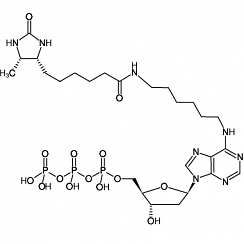D-Desthiobiotin-7-dATP