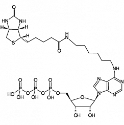 Biotin-7-ATP