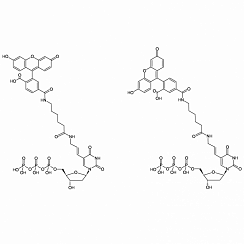 Fluorescein-12-dUTP