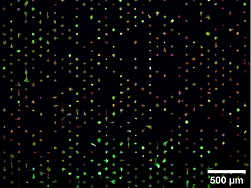 Слайд-камера µ-Slides, для работы с одиночными клетками, с поверхностью µ-Pattern