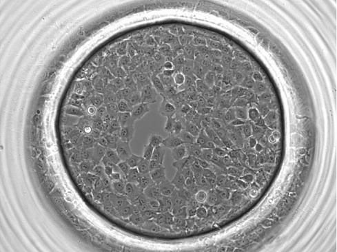 Чашки Петри с культуральной вставкой, 4 круглые микролунки