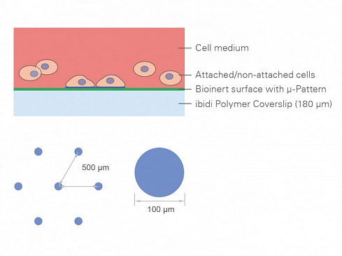 Слайд-камера µ-Slides, для работы с множествами клеток, с поверхностью µ-Pattern