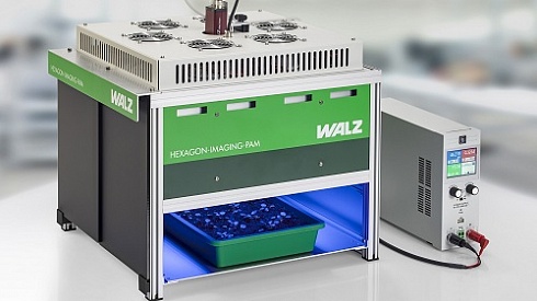 HEXAGON-IMAGING-PAM - импульсный флуориметр для работы с крупными образцами, Walz
