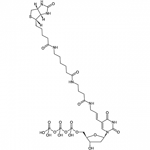 Biotin-16-dUTP