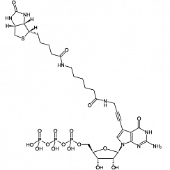 Biotin-11-GTP