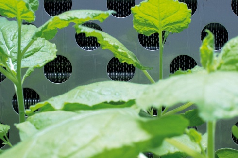 Фото Step-In FytoScope FS-SI - камера для выращивания растений в контролируемой среде