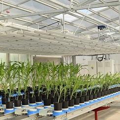 Фото PlantScreen Modular - многофункциональное роботизированное решение для фенотипирования растений