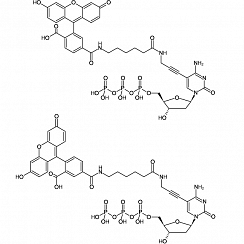 Fluorescein-12-dCTP