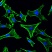 Флуоресцентная микроскопия неподвижных фибробластов крыс на стекле 1.5H. Нити F-актина окрашены зеленым фаллоидином, ядра окрашены синим DAPI.
