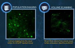 Сканирование нейронных сетей с помощью двухфотонного лазерного 2D сканирующего микроскопа FEMTOSmart