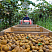 Фото F-751 Kiwifruit - ИК анализатор качества плодов киви