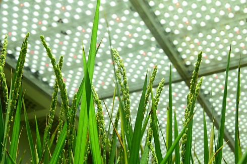 Фото Walk-in FytoScope FS-WI - оборудованное помещение для выращивания растений в контролируемых условиях