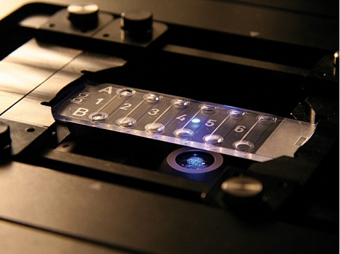 Плоские слайд-камеры µ-Slide, 6 каналов, высота канала 0.4 мм