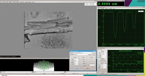 Изображение 901D - система видеоизмерения длины саркомеров