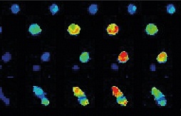 Живая визуализация кальция для мониторинга активации Т-клеток с использованием Inscoper liveRATIO