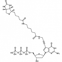 Biotin-11-dGTP