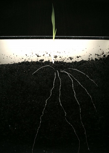 Фото PlantScreen Root - система фенотипирования корней