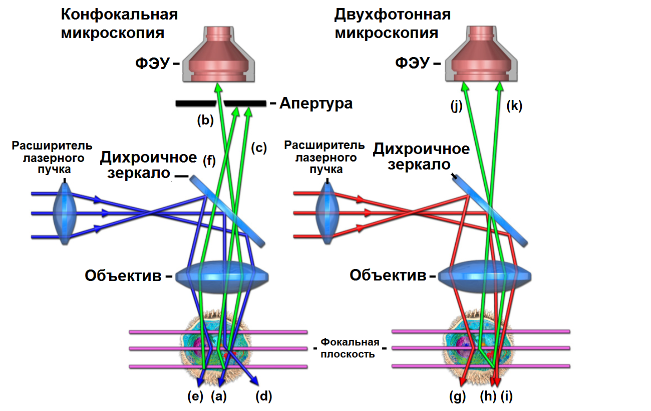 Действие микроскопа. Лазерная конфокальная микроскопия. Конфокальная лазерная сканирующая микроскопия. Оптическая схема конфокального микроскопа. Метод конфокальной лазерной сканирующей микроскопии.